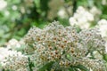 Sage bush Buddleja salviifolia with small white flowers Royalty Free Stock Photo